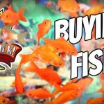buy aquarium fish online